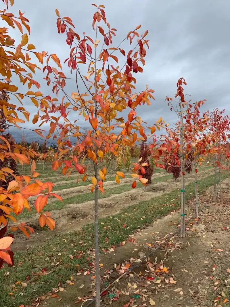 Stock type changes the fall-planting advice