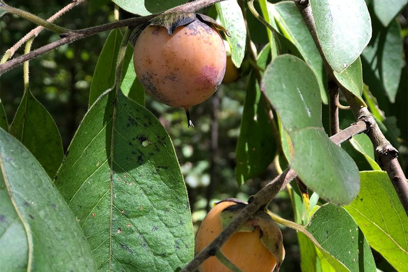 American Persimmon (Diospyros virginiana)