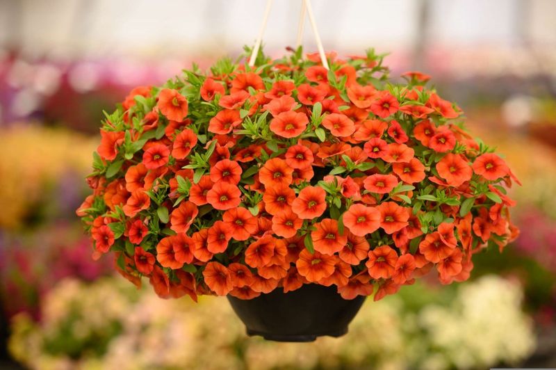 Orange Million Bells (Calibrachoa)