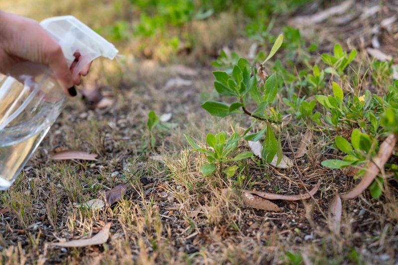 How acetic acid affects weeds