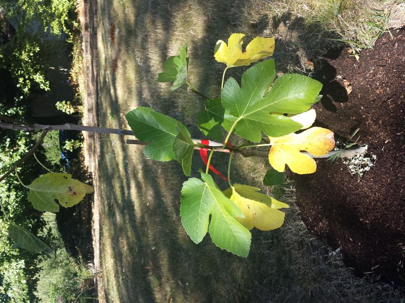Yellow or Brown Leaves on Lower Branches