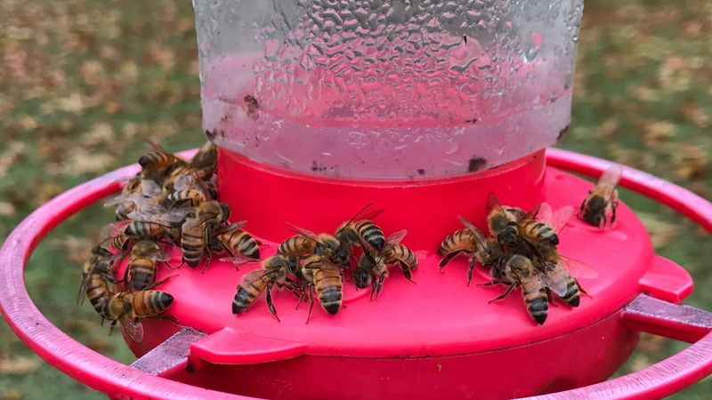Leaks, insects, and predators can turn access into risk