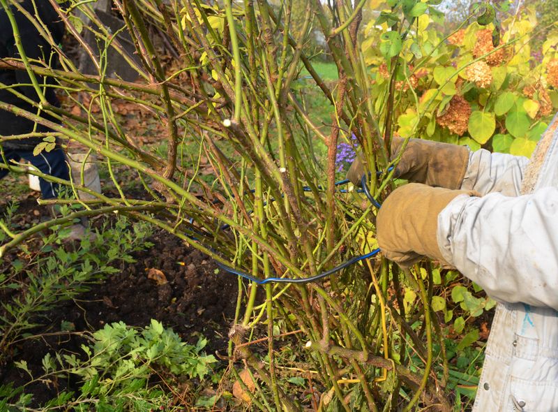 Tie Up Tall and Climbing Roses