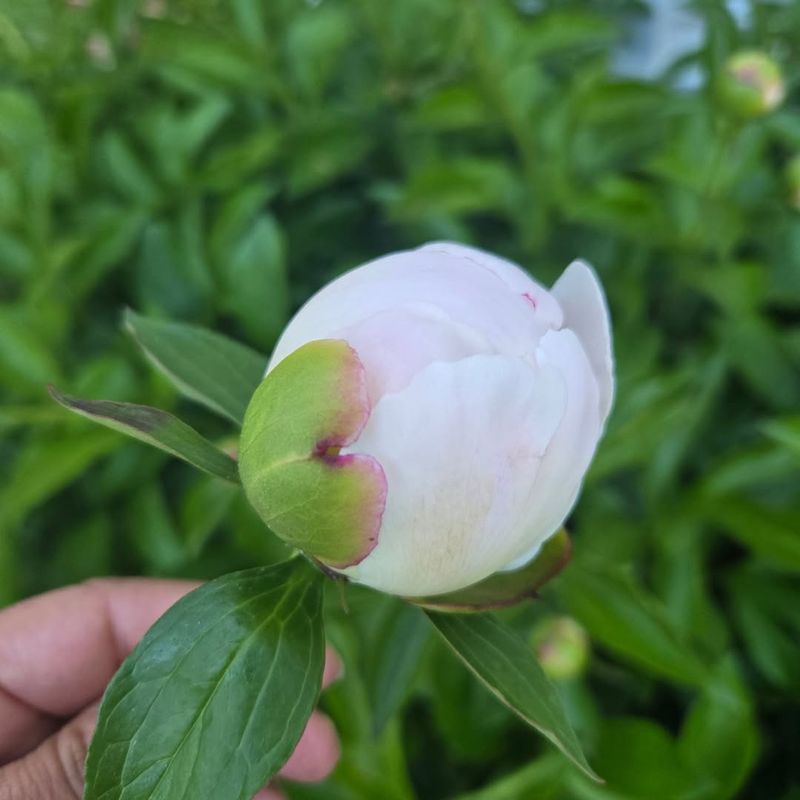 Healthy cut buds can open, but not every slow peony can