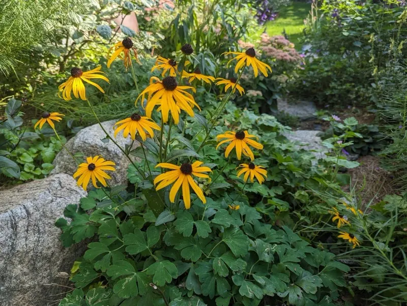 Rudbeckia (Black-Eyed Susans)