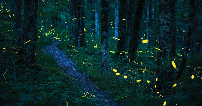 A Big Display Signals Usable Habitat, Not a Perfect Yard