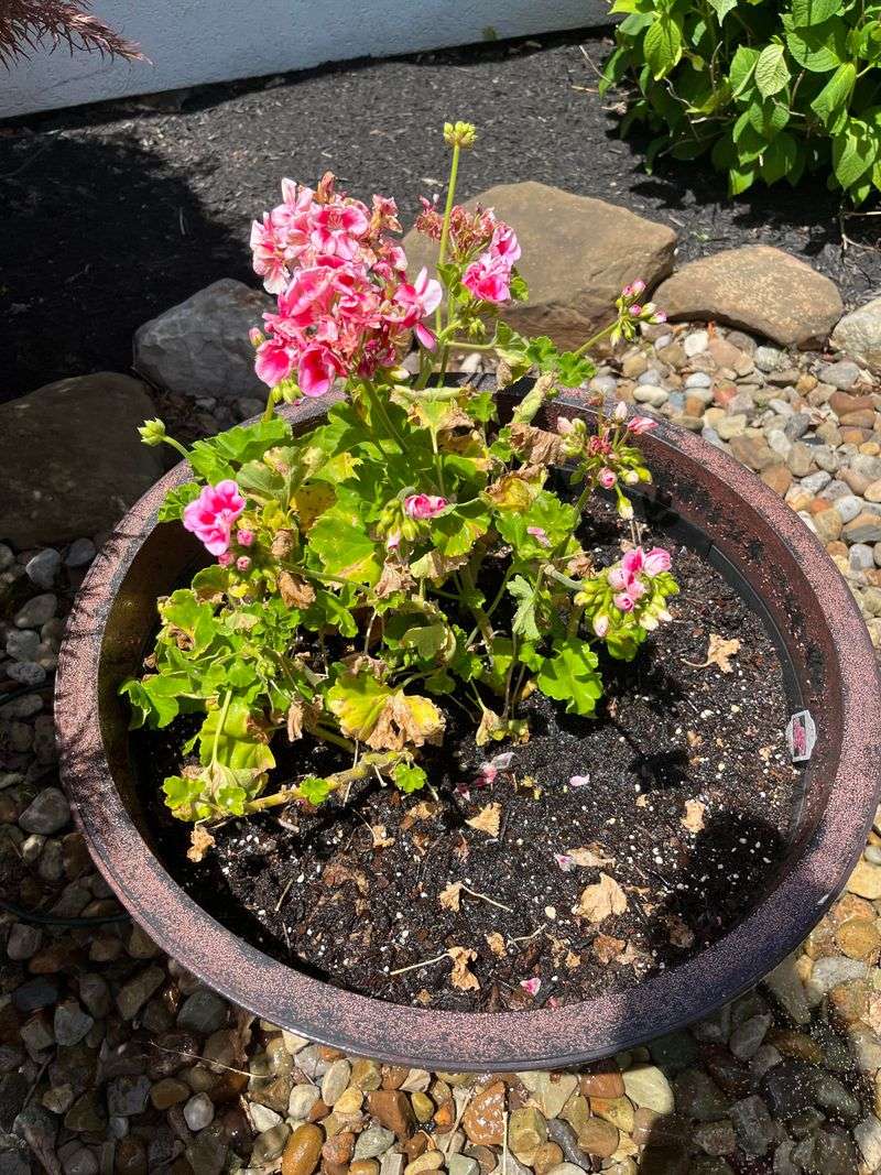 Overwatering and Poor Drainage