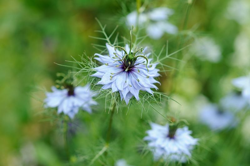 Love-in-a-Mist