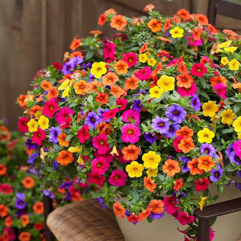 Calibrachoa (Million Bells)