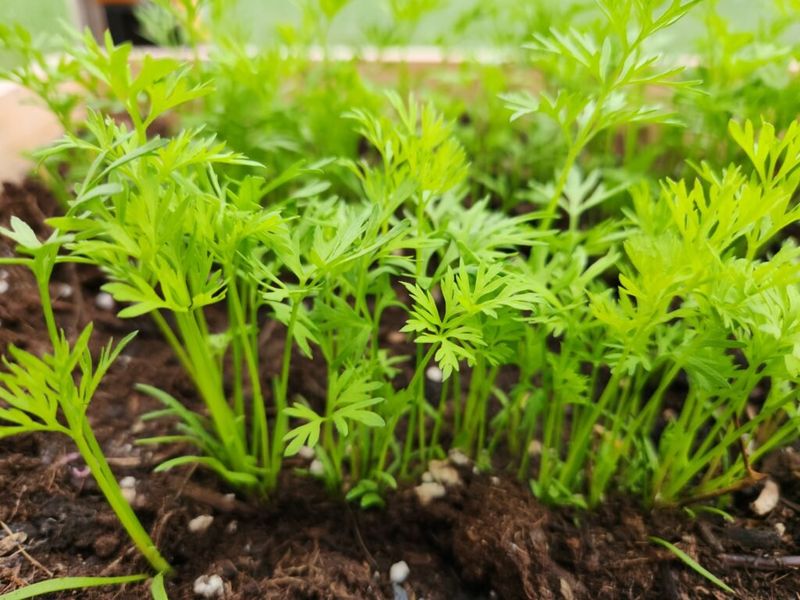 Direct-sow carrots and thin them while they are small