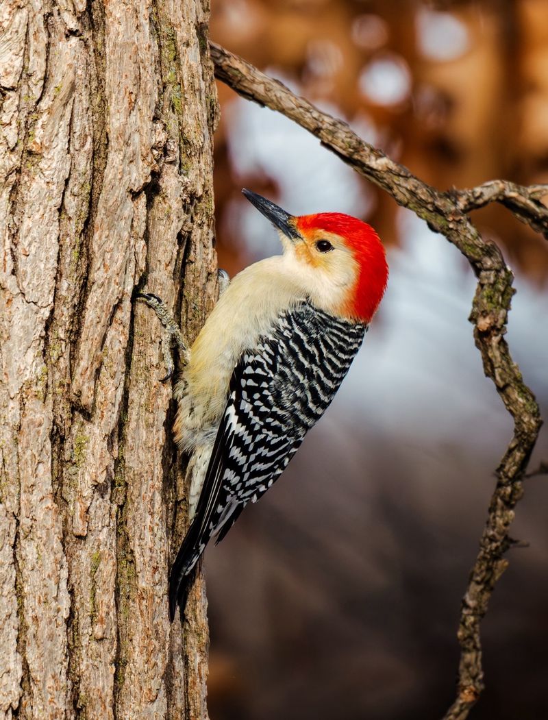 Red-bellied Woodpecker