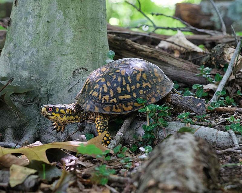 Preserve quiet cover in the parts of your yard that can support it