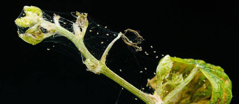 Pests Feeding on Your Plant