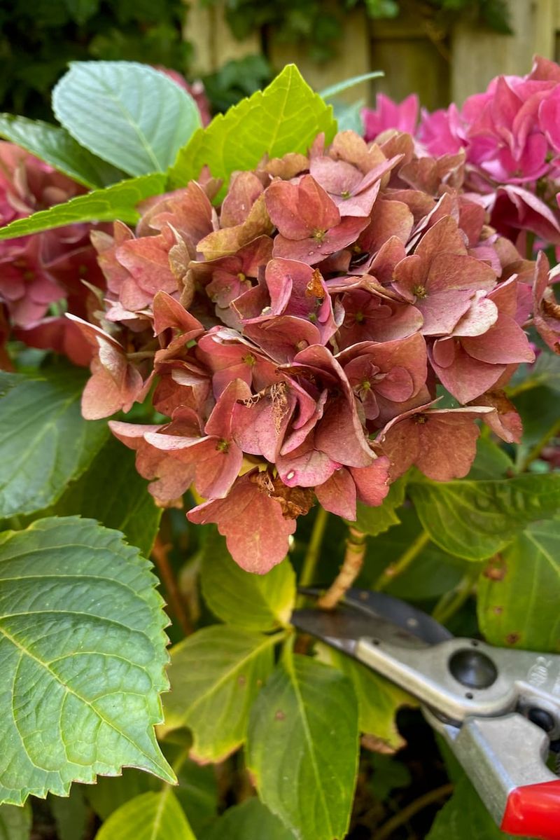 Deadheading Spent Flowers Too Late in the Season