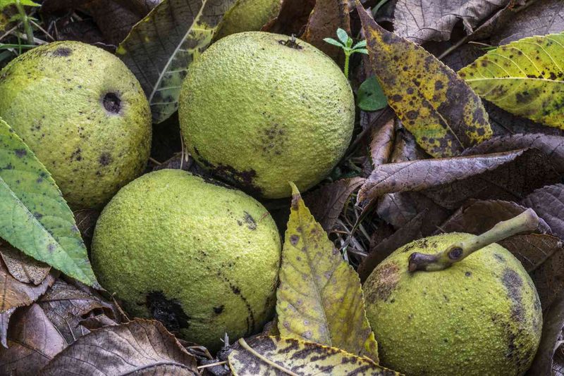 Walnut Trees (Especially Black Walnut)