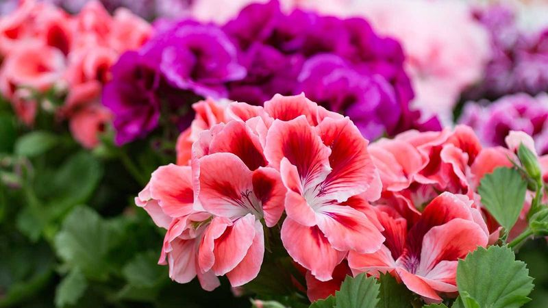 Switch to a Bloom-Boosting Formula When Buds Appear
