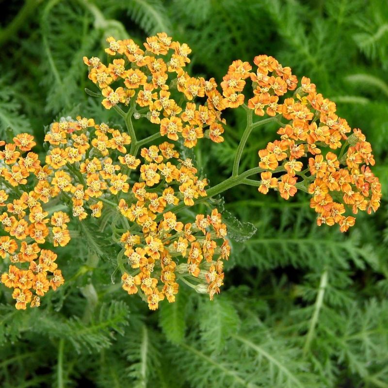 Yarrow