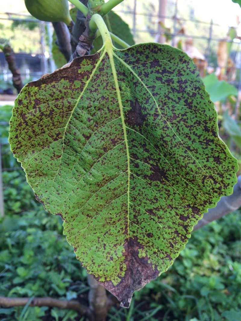 Defoliation can weaken the season without usually killing the tree