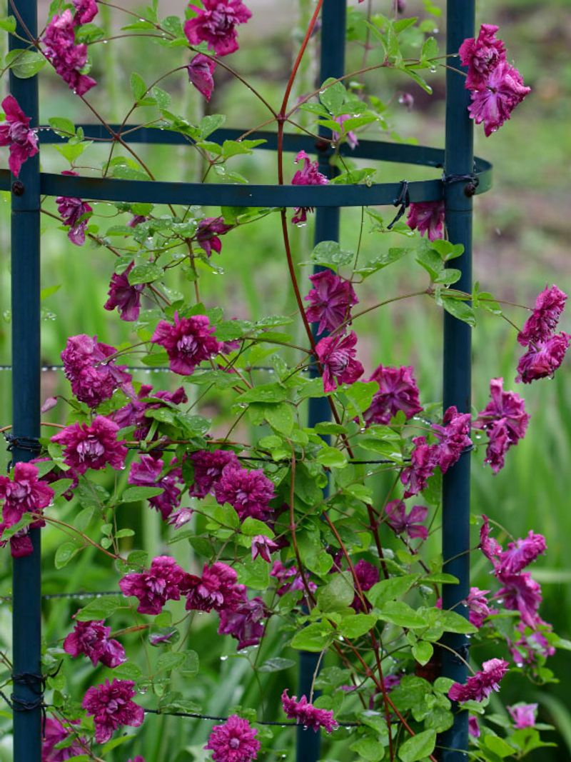 Tie Loose Stems to Their Support