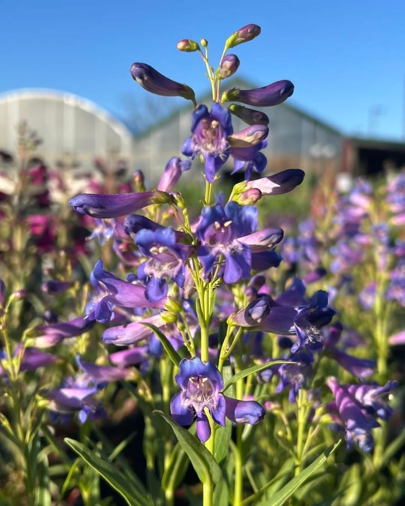 Penstemon (Beardtongue)