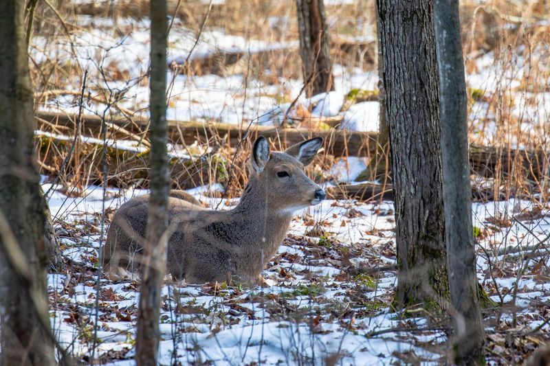The Same Corner Does Not Prove It Is the Same Deer