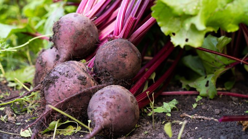 Beets