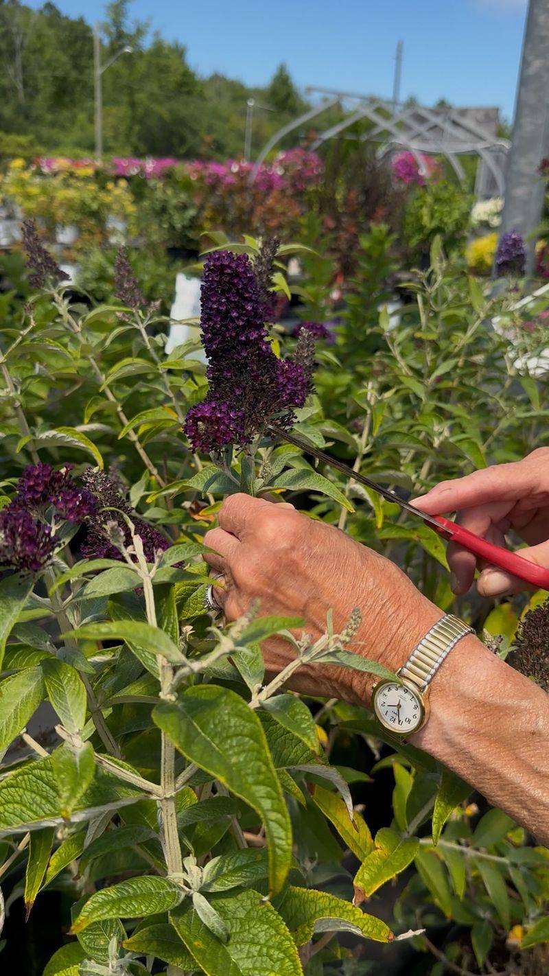 Remove spent flower spikes to encourage more blooms