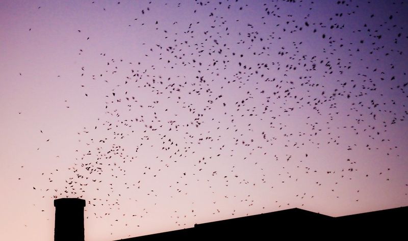 A dusk flock is a neighborhood clue, not a backyard insect meter