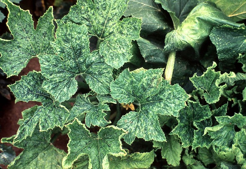 Cucumber Mosaic Virus
