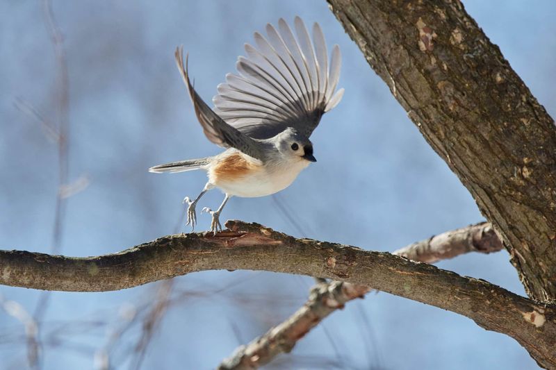 Titmice