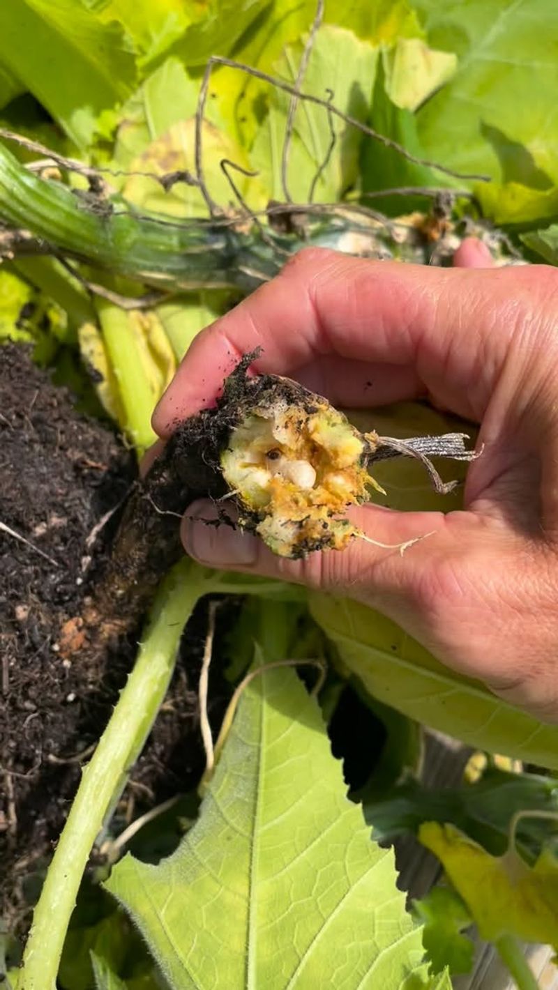 Inspect the stem and decide whether rescue is worthwhile