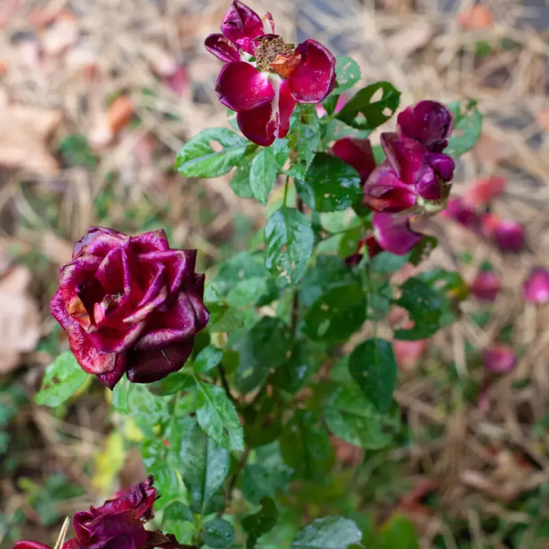 Keep Watering Through Dry Spells