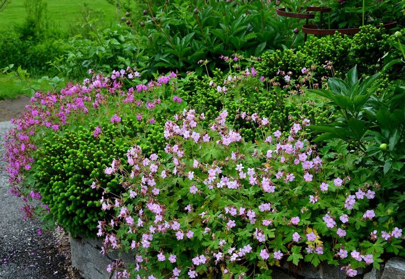 Hardy Geranium (Geranium macrorrhizum)