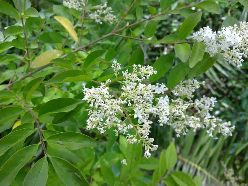 Chinese and Japanese Privet