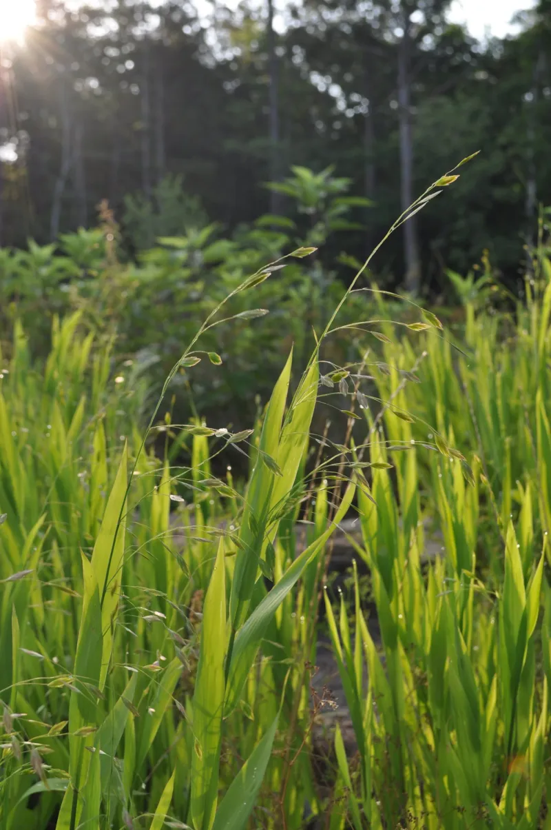 River Oats (Chasmanthium latifolium)