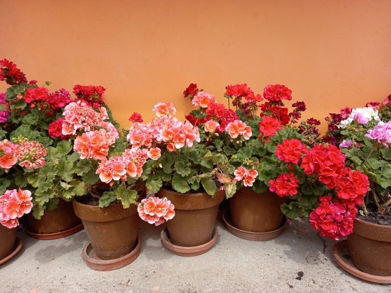 Your Container Geraniums Look Crowded and Tired