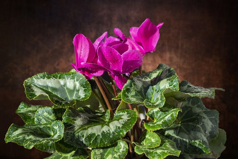 Cyclamen
