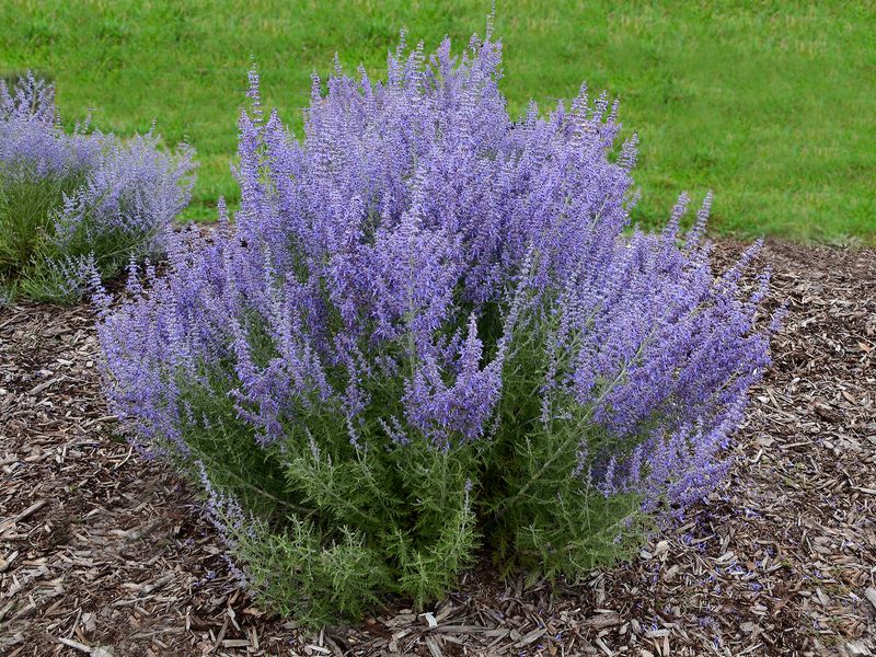 Russian Sage (Perovskia)