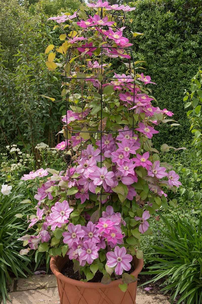Adjust expectations for containers, cultivars, and young plants