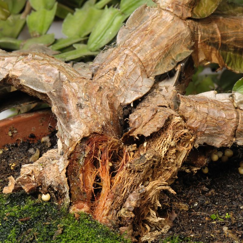 Wet soil and limp growth may point to damaged roots