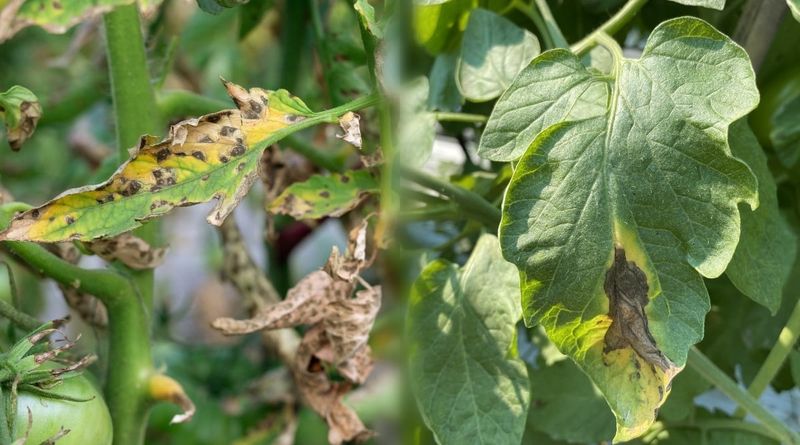 “Blight” does not describe one winter survival pattern