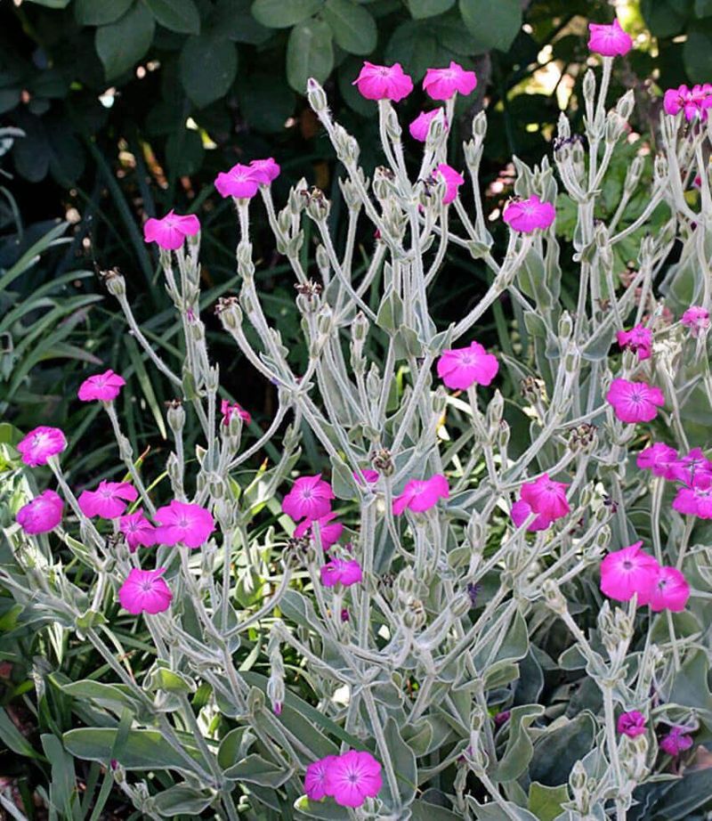 Rose Campion