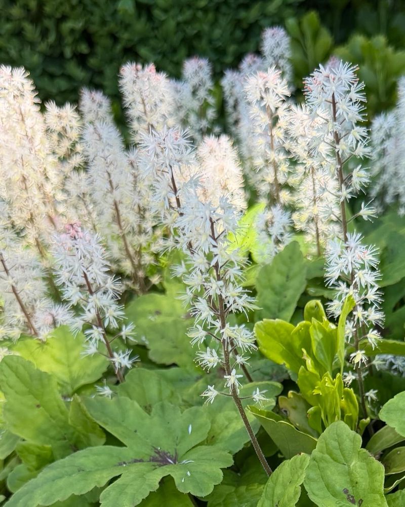 Foamflower (Tiarella)