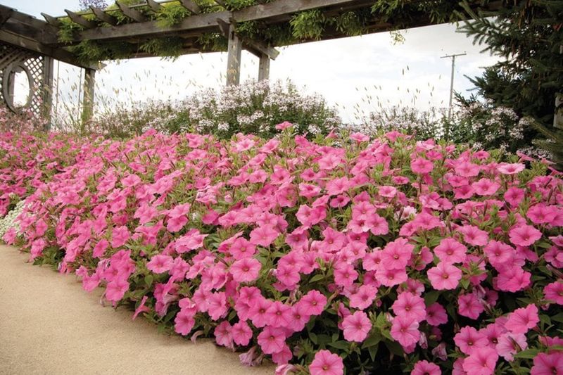 Pick the Right Petunia Type for Your Space