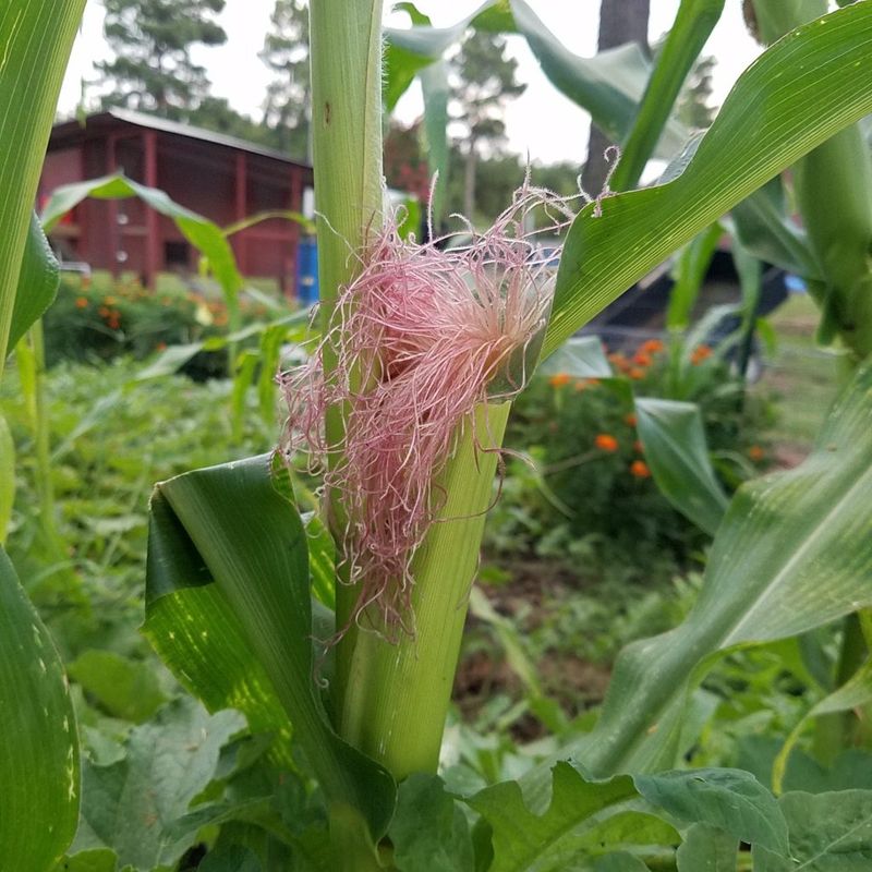 Corn silk—not the tassel—has a job before harvest