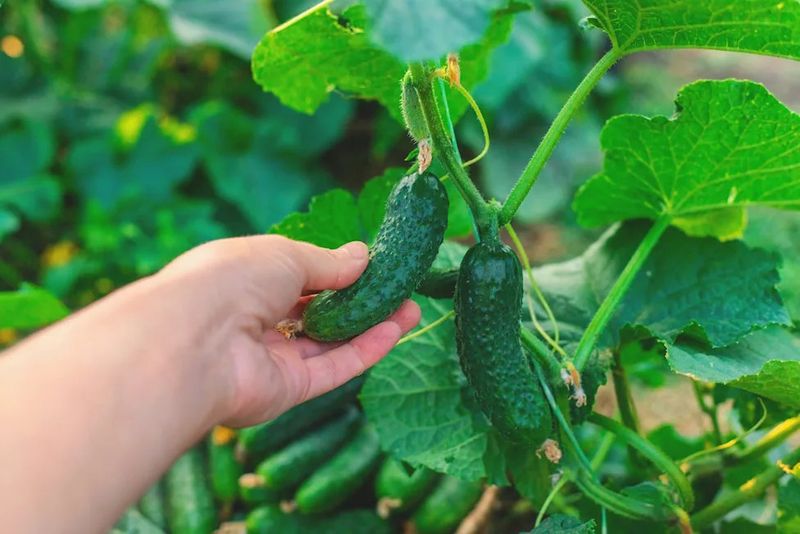 Pick often to keep the harvest moving