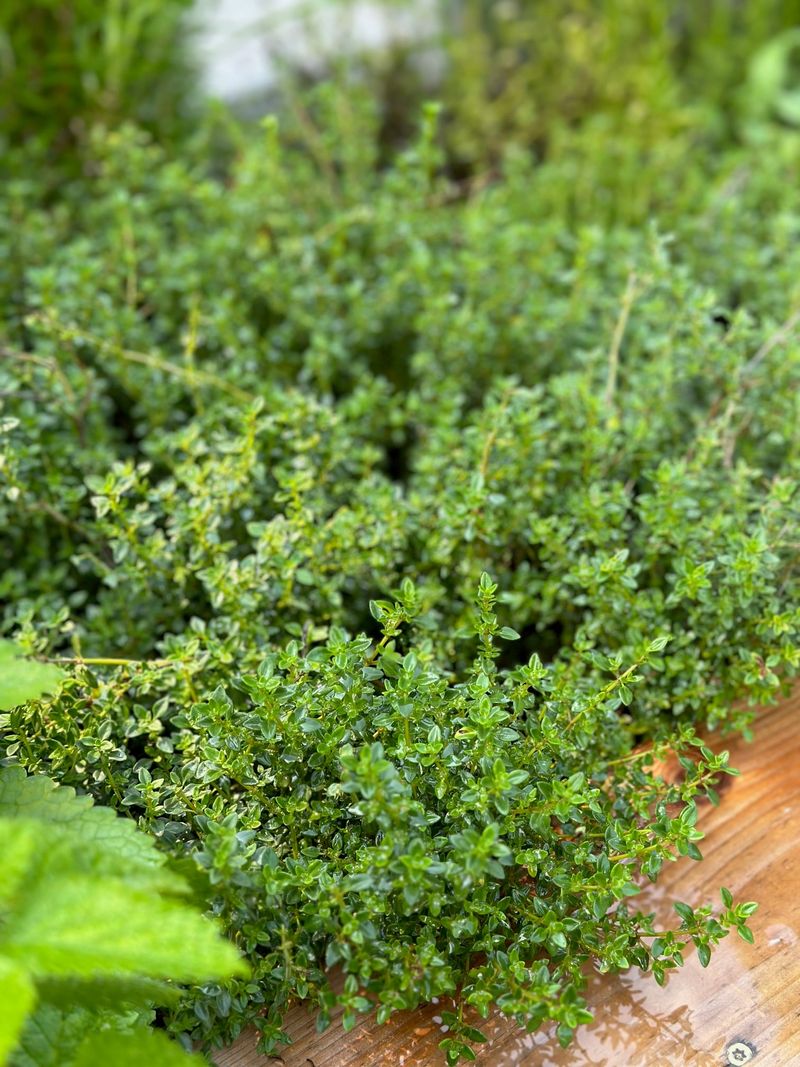 Thyme