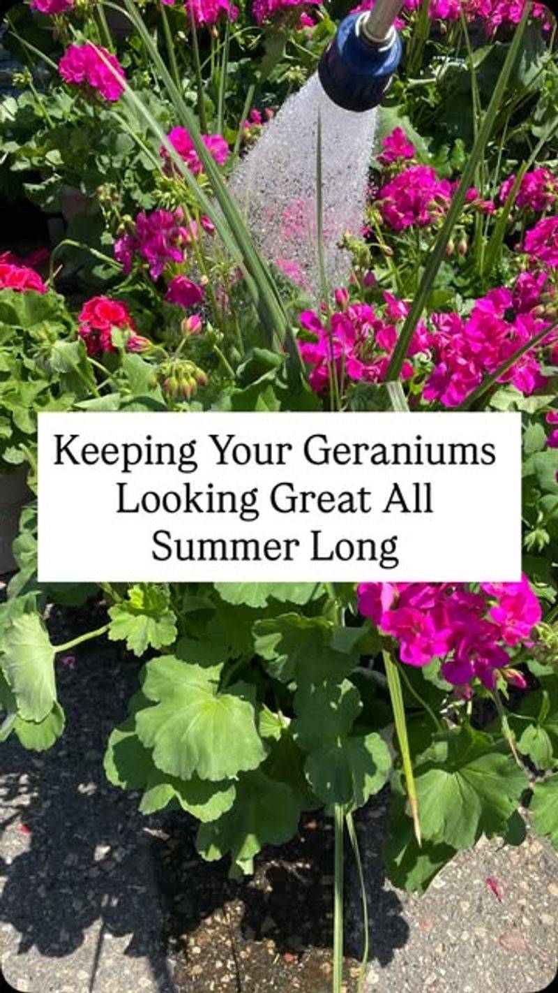 Skip the Overhead Watering to Dodge Disease