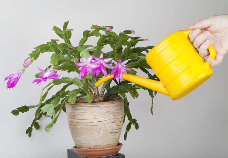 Water thoroughly, then let the container drain
