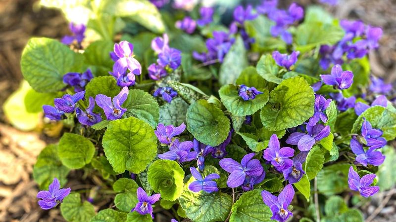 Native Violets (Viola spp.)